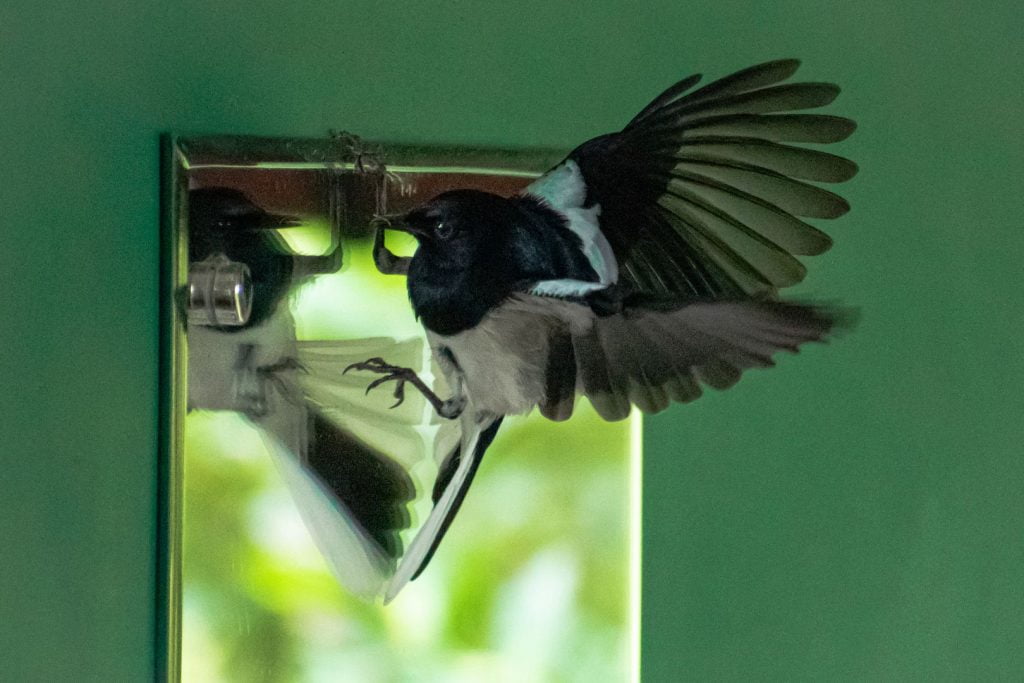 Oriental Magpie Robin Bathing in a Lily Pond at Sharanyam Homestay