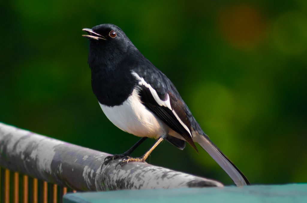 Oriental Magpie Robin Bathing in a Lily Pond at Sharanyam Homestay