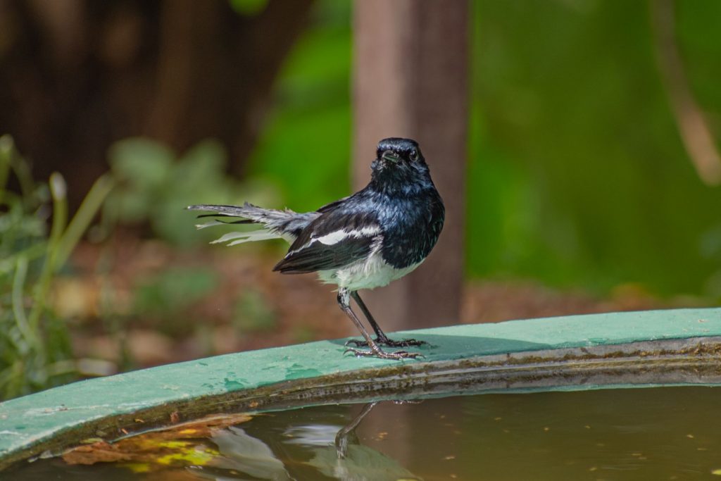Oriental Magpie Robin