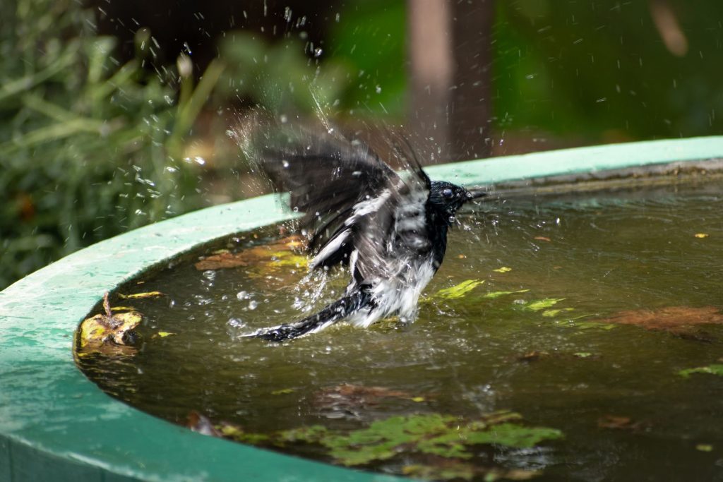 Oriental Magpie Robin Bathing in a Lily Pond