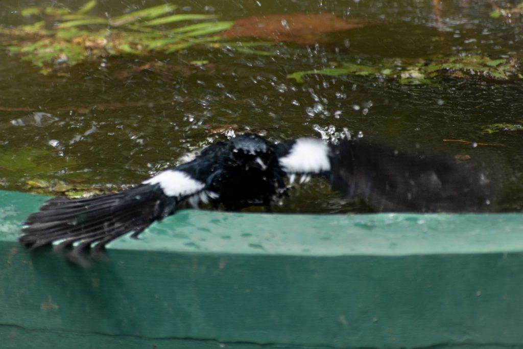 Oriental Magpie Robin Bathing in a Lily Pond at Sharanyam Homestay