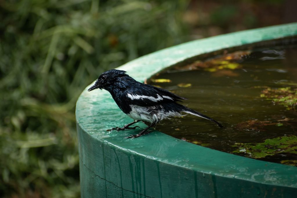 Oriental Magpie Robin Bathing in a Lily Pond at Sharanyam Homestay